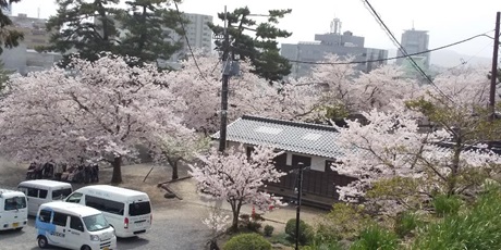 sakura2